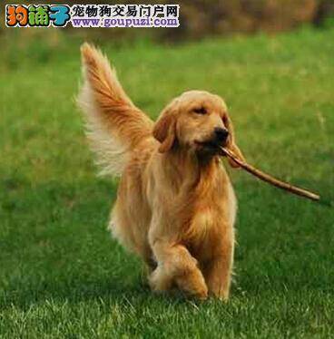 防治金毛犬的脱毛症你有哪些好方法