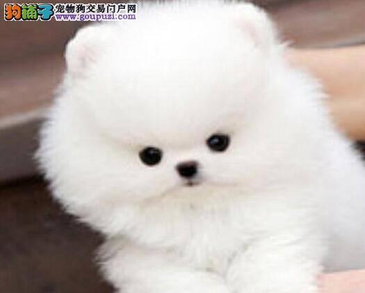 如何照顾迈入老年阶段的博美犬