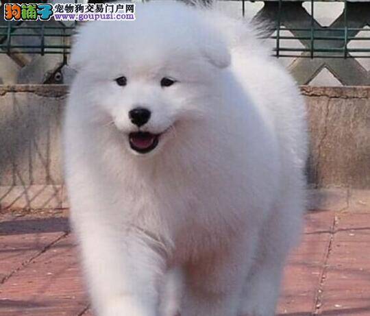 怎样才能延长萨摩耶的寿命