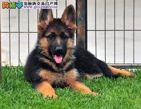 简述狗狗本能特征 德国牧羊犬的攻击意识有哪些特点