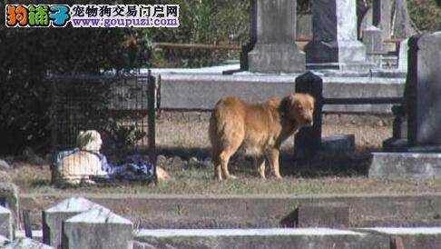 母爱真伟大 母犬死守幼犬遗体不愿离去