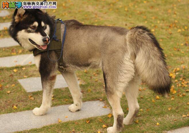 如何照顾刚出生的小阿拉斯加犬和狗妈妈