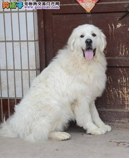 大白熊犬便便有血丝请专家帮助解决治疗