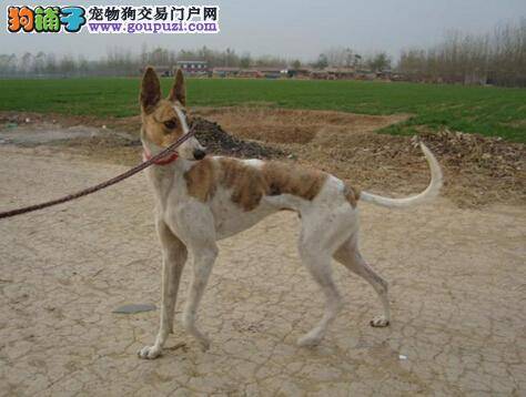 清洁卫生减少异味 格力犬耳内的异味如何去除