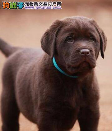 拉布拉多犬拉黑色稀便带血是不是细小