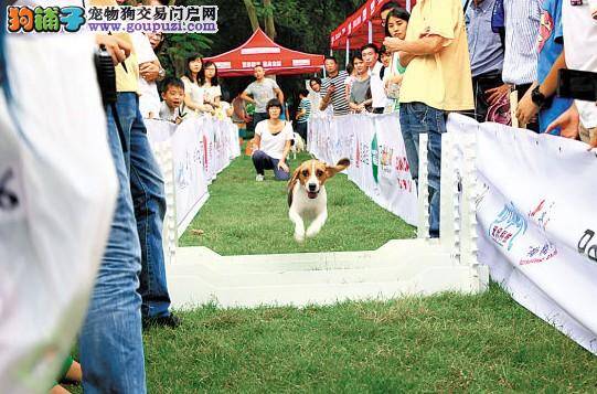 社区规定养宠规范 让宠物狗学习礼仪