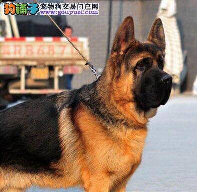 德国牧羊犬患上细小，又拉又吐没事吧