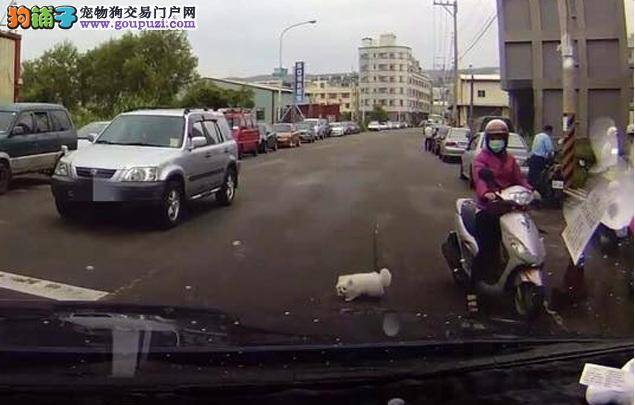 饲主逆向骑车，狗狗跳车落跑险被辗