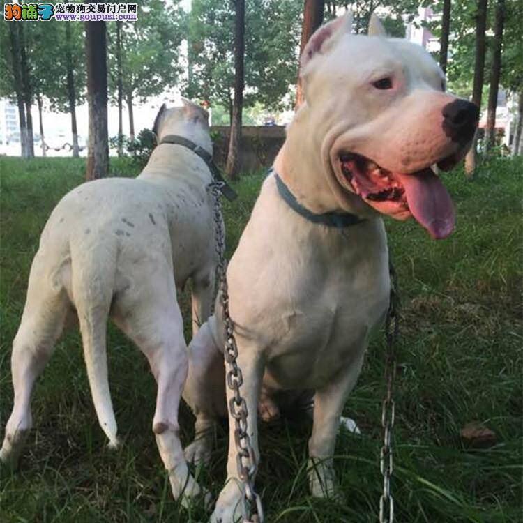 杜高犬后腿无力，有时抽搐 求救