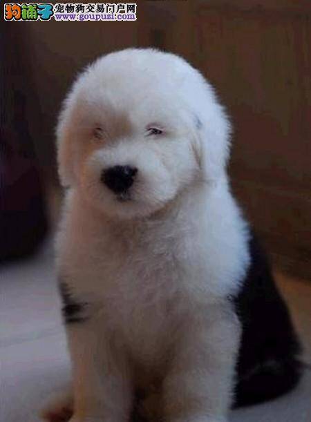 古代牧羊犬皮肤发红，很痒脱毛怎么办