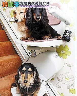 一对夫妇为三只狗狗在房子里安装了电梯座椅