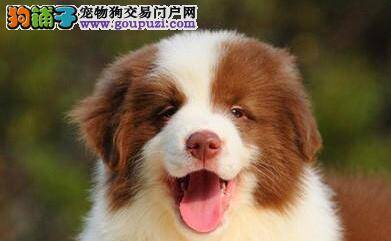 喂养边境牧羊犬最应该掌握的方法