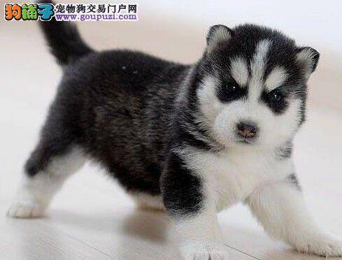 两个月的哈士奇总是乱啃裤腿怎么教育好