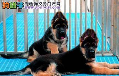 德国牧羊犬严重的掉毛，麻烦朋友帮助一下