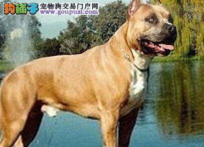 饲养有方法 如何给比特犬吃狗粮是正确的方法