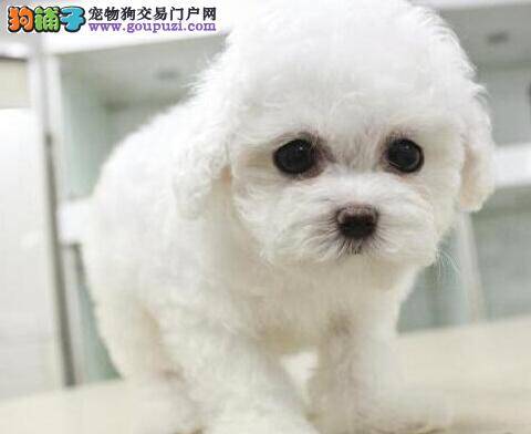 为比熊犬合理去除皮屑的好提议