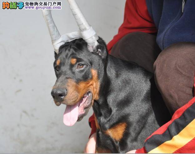 杜宾犬患上细小，吐的很厉害如何帮助它止吐