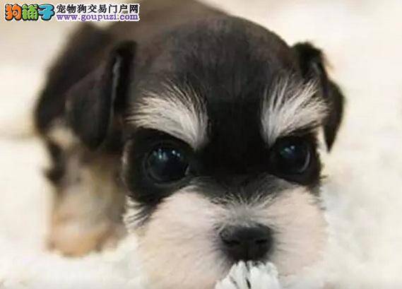 雪纳瑞犬换牙时期及注意事项