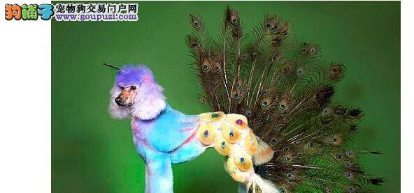 如何使我们的贵宾犬做个颜色美人