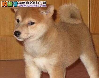 护理全攻略 怎样给柴犬清理肛门腺