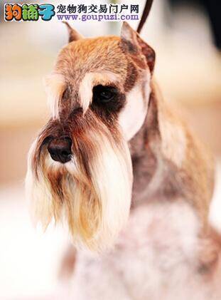 冬季护理毛发技巧 怎样保护雪纳瑞的毛发健康