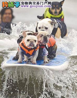 狗狗大集合，一起冲浪去！