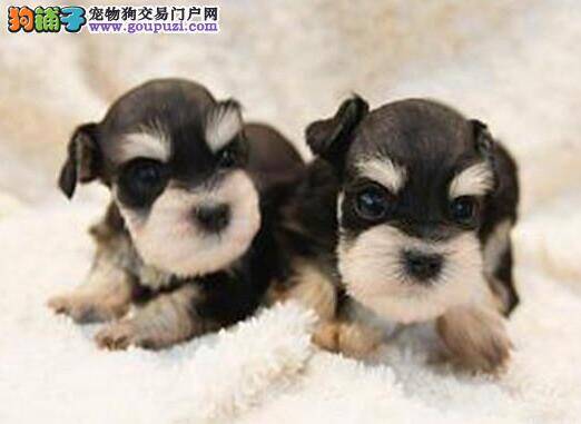 从雪纳瑞的生活环境中判断它的优劣程度