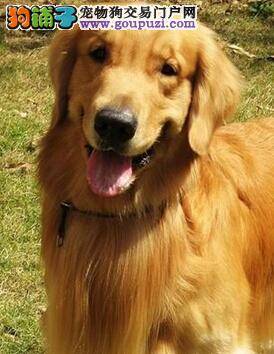 知错就改好狗狗 怎样管教犯错误的金毛犬