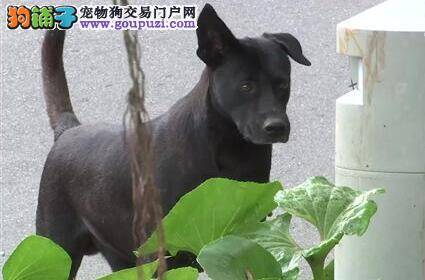 遇流浪犬避视线、绕半圈  7个方法保安全