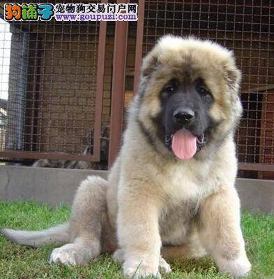 新生高加索犬最容易患上的传染性疾病——疱疹病毒