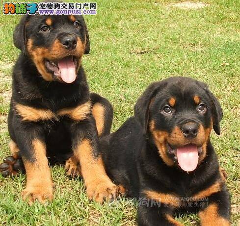 罗威纳犬患上细小，没精神不吃饭应如何治疗