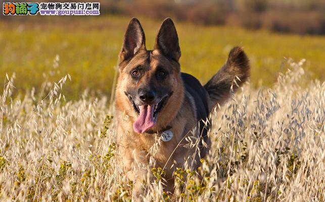 挑选外观标准的德国牧羊犬有哪些依据和技巧