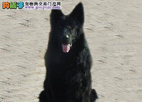 训练宝典之如何让比利时牧羊犬接受我们对它的爱抚