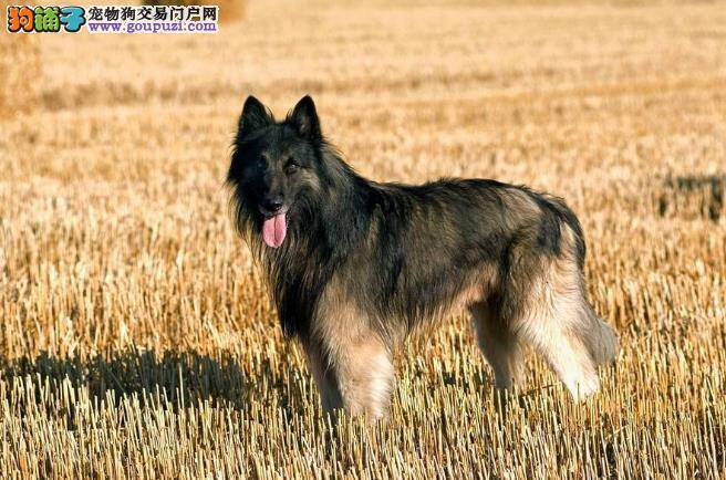 怎样喂养比牧犬幼犬养得好 比利时牧羊犬的喂养