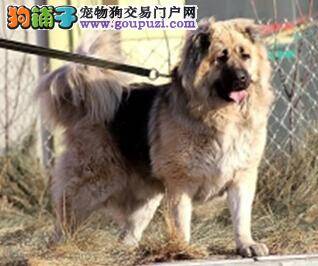 护理百科知识 高加索犬的护理知识全知道