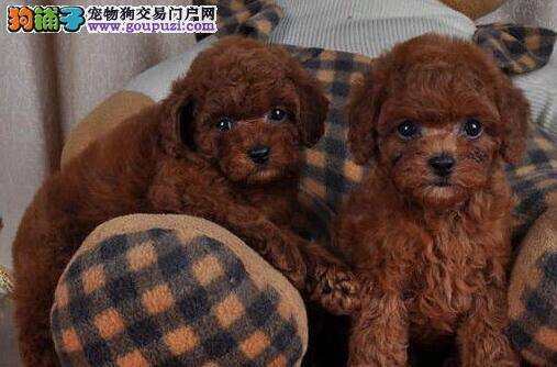 慎重选择贵宾犬的美容师