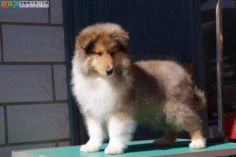 买苏格兰牧羊犬你一定要看的方面