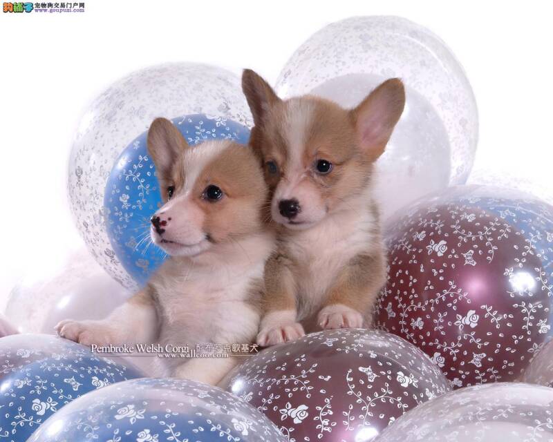 如何消灭柯基犬身上的跳蚤，求解决