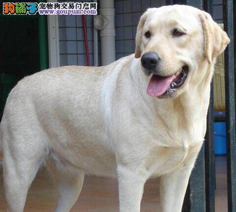 疾病治疗指南 拉布拉多犬容易患上哪些疾病