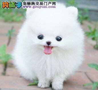 剃毛必备“武器” 给博美犬修剪毛发应准备哪些工具