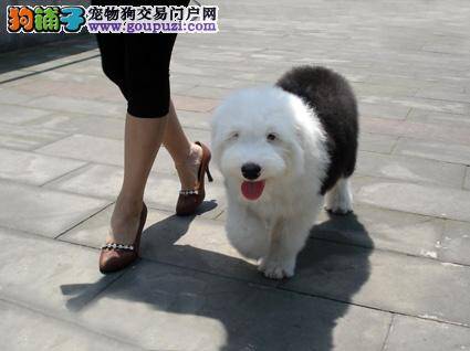 训练古代牧羊犬要从基础抓起