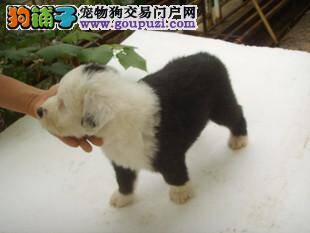 通过古代牧羊犬的品相来选购健康的狗狗