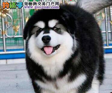 关于饲养阿拉斯加雪橇犬的问题答疑
