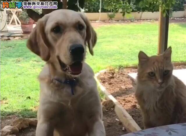 想要抢走狗狗食物 猫咪伸手惨被狠咬