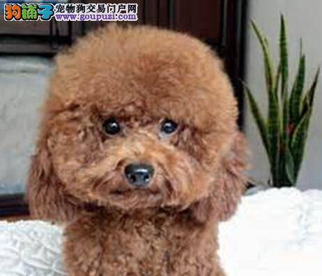 牙齿保健怎样做 如何预防贵宾犬的齿菌斑