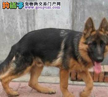 训练德国牧羊犬的技巧