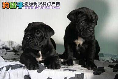 列举卡斯罗犬最喜欢的三种玩具与游戏方法