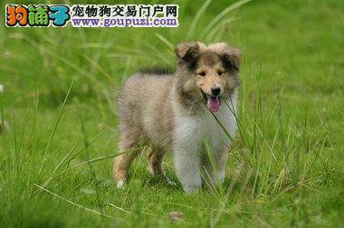 苏格兰牧羊犬可以吃甜食吗 请专家指教