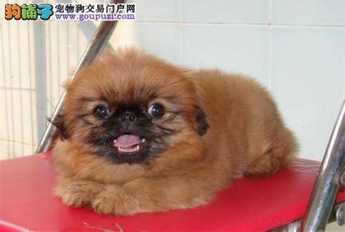 怎么给大病初愈的京巴狗补充营养