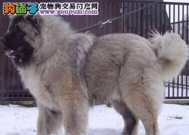 宠物小明星 高加索犬快速学会跳跃本领